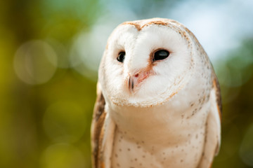 Beautiful Barn Owl