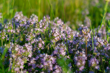 Obraz premium beautiful small flowers of thyme purple color close up