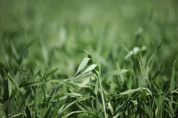 grass on green background