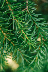 Spruce branch on tree on sunny day in forest. Christmas background, selective focus. 