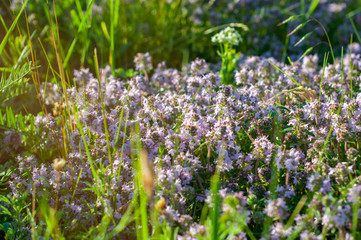 beautiful small flowers of thyme purple color close up