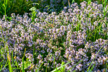 Obraz premium beautiful small flowers of thyme purple color close up