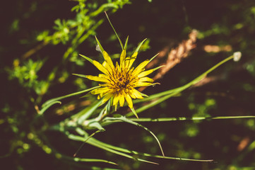 Beautiful yellow flower on blurred green background of field plants