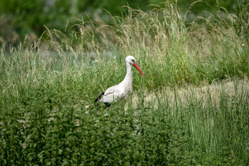 Störche