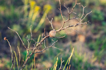 Snail on a dry branch of a bush on a blurred background of field plants
