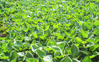 Green water hyacinths floating plants field in  river background