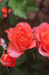 beautiful red-orange rose flowers with green leaves close up