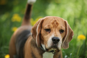 beagle dog for a walk in the park