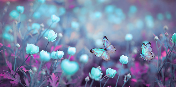 Wild light blue flowers in field and two fluttering butterfly on nature outdoors, close-up macro. Magic artistic image. Toned in blue and purple tones.