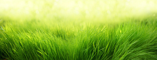 Natural green background of young juicy grass in sunlight with beautiful bokeh. Lush grass close-up...