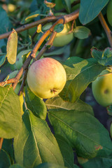 Apple on branch of the tree in the garden.