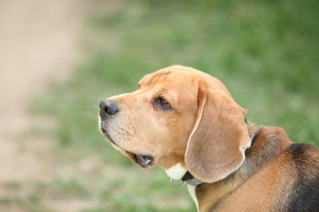 beagle dog for a walk in the park