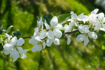 Branch of apple blossom in the garden at spring