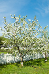 Blossoming apple tree in the garden at spring