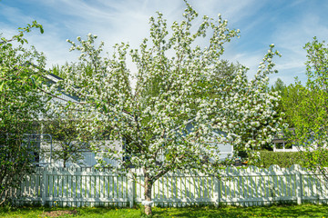 Blossoming apple tree in the garden at spring