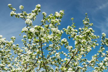 Branches of apple blossom in the garden at spring on blue sky background