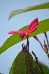 beautiful red flowers of plumeria on the background of green leaves macro in thailand