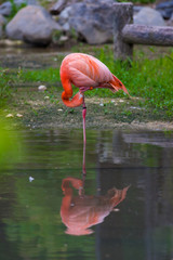 動物園のフラミンゴ