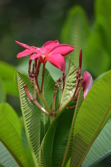beautiful red flowers of plumeria on the background of green leaves macro in thailand