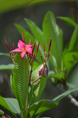 beautiful red flowers of plumeria on the background of green leaves macro in thailand