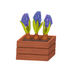 Blue hyacinths grow in a box. Vector illustration on white background.