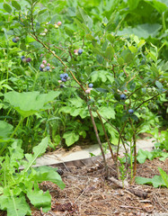 Fototapeta premium Blueberries ripen on a branch in the garden, organic farming. Harvest of useful berries in the open field on the bush, gardening.