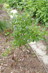 Blueberries ripen on a branch in the garden, organic farming. Harvest of useful berries in the open field on the bush, gardening.