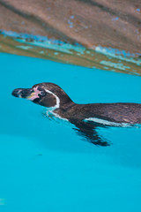 Fototapeta premium 動物園のペンギン