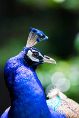 動物園のクジャク