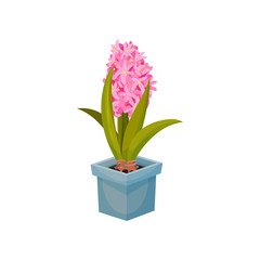Pink hyacinth growing in a blue pot. Vector illustration on white background.