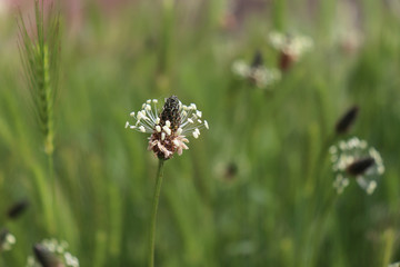 The flowering heads of ribwort plantain, plantago lanceolata. Several inflorescences in the grass. Ribwort plantain is also a traditional medicinal plant.