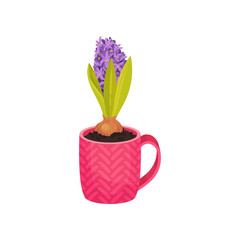 Purple hyacinth growing in a pink mug. Vector illustration on white background.