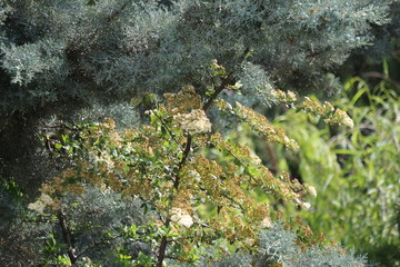 Fir tree brunch close up. Shallow focus. Fluffy fir tree brunch close up. Wallpaper concept. Copy space.