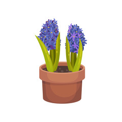 Two blue hyacinths grow in a pot. Vector illustration on white background.