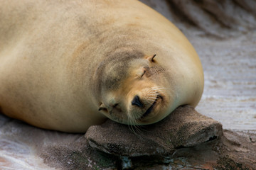 動物園のアザラシ