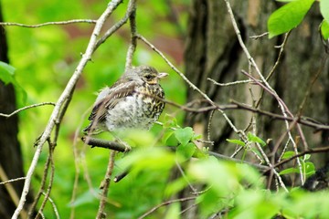 Chick-fledglings of the thrush on a branch of larch. Young mistle thrush stood for masking.