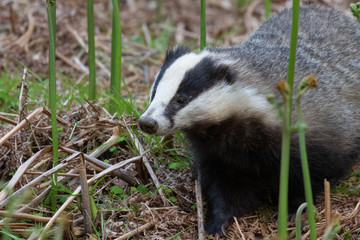 Fototapeta premium Badgers, meles meles, browsing and searching amongst the spring new bracken growth of their sett during a warm spring evening in May, Scotland.
