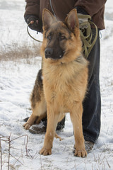 a German shepherd in winter with a man,a man with a dog on a leash in the winter, a clever German shepherd near a man