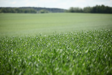 Fototapeta premium green field farm