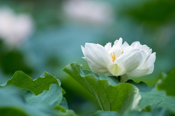 Obraz na płótnie Canvas blooming white lotus flower closeup