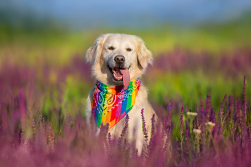 Golden retriever in violet salvia flowers