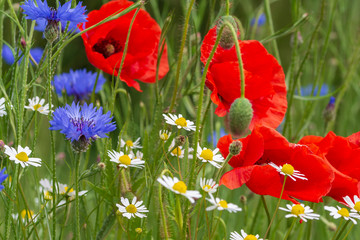 Fototapeta premium Mohnblumenwiese mit Kornblumen in der Sonne