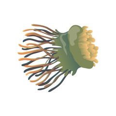 Green jellyfish close up. Vector illustration on white background.