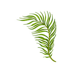 Stem with thin leaves close-up. Vector illustration on white background.