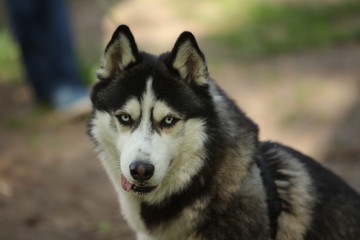 Dog breed husky  walk  woods summer