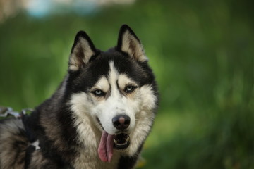 Dog breed husky  walk  woods summer