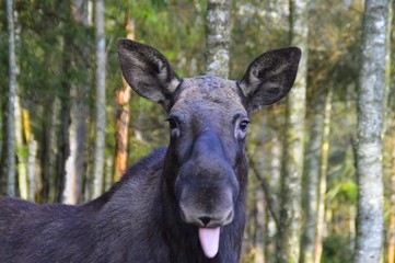 Moose in Swedish forest
