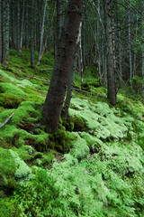 Moss in a dense forest
