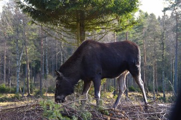 Moose in Swedish forest