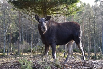 Moose in Swedish forest